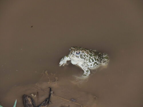 Great Plains Toad