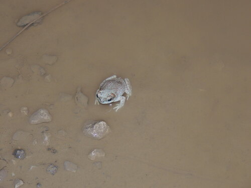 Red-spotted Toad