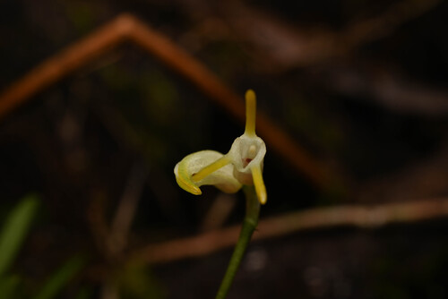 Masdevallia chontalensis, photograph 5