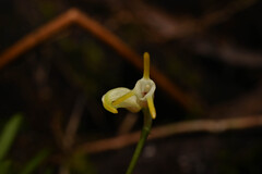 Masdevallia chontalensis, photograph (c) Anders Hastings, some rights reserved (CC BY)