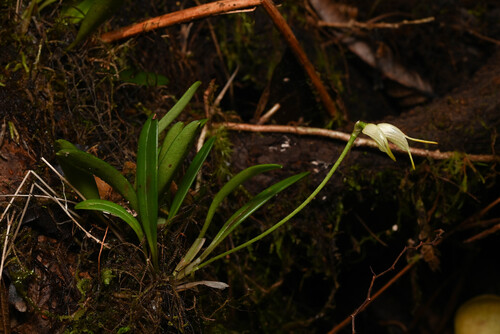 Masdevallia chontalensis, photograph 6