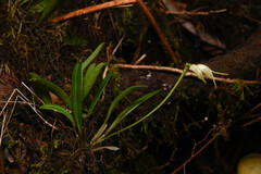 Masdevallia chontalensis, photograph (c) Anders Hastings, some rights reserved (CC BY)