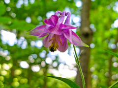 Aquilegia dumeticola