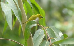 Zosterops ceylonensis