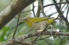 Zosterops ceylonensis