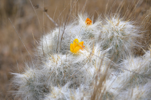 Austrocylindropuntia hirschii