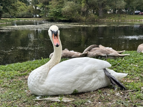 Cisne vulgar (Cygnus olor)