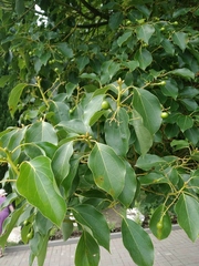 Cinnamomum camphora