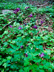 Aquilegia dumeticola