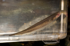 Occidental Bluntnose Knifefish photo 2