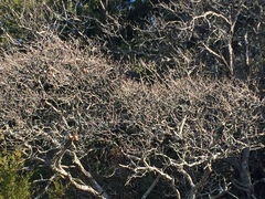 Quercus sinuata breviloba