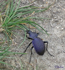 Carabus scabrosus tauricus