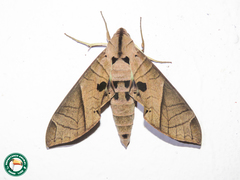 Eumorpha translineatus