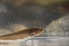 Occidental Bluntnose Knifefish photo 1