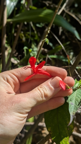 Large leaved ruellia (Ruellia macrophylla)