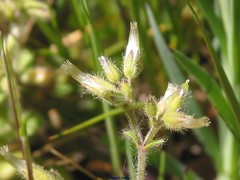 Cerastium brachypetalum