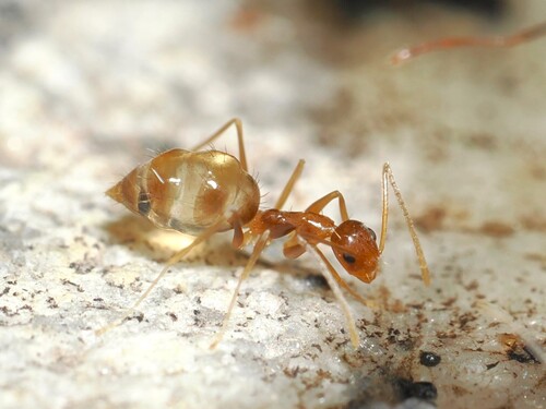 全唇尼氏蚁Nylanderia integera