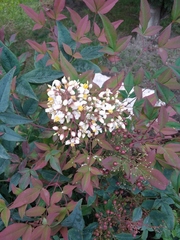 Nandina domestica