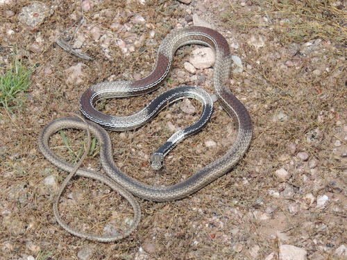 Striped Whipsnake