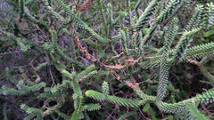 Melaleuca diosmifolia