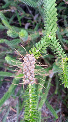 Melaleuca diosmifolia