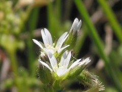 Cerastium brachypetalum