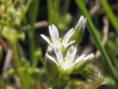 Cerastium brachypetalum