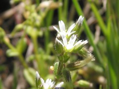 Cerastium brachypetalum