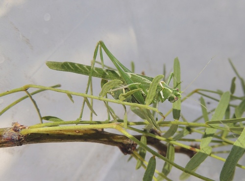Elegant Bush Katydid