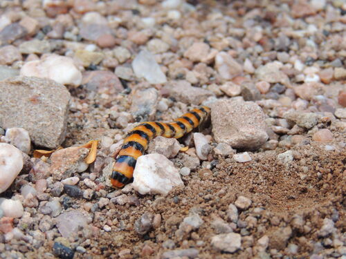 Phengodes