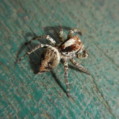 Asaphobelis physonychus