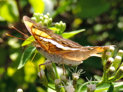 Doxocopa laure laure