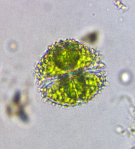 Staurastrum claviferum