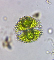 Staurastrum claviferum