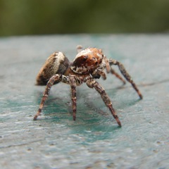Asaphobelis physonychus