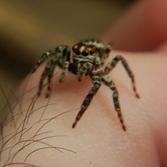 Asaphobelis physonychus
