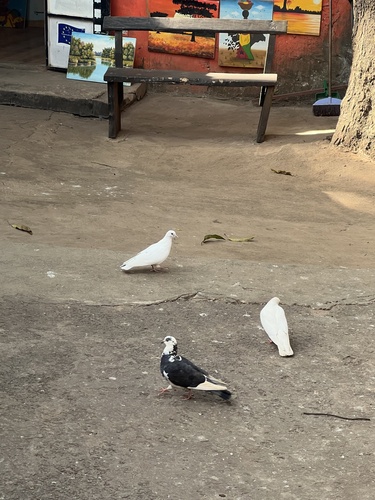 Feral Pigeon