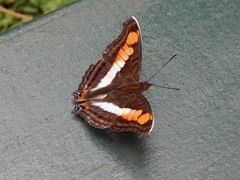 Doxocopa