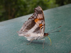 Doxocopa