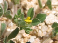 Medicago minima