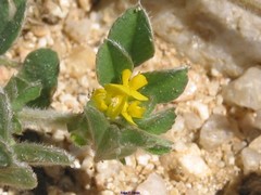 Medicago minima