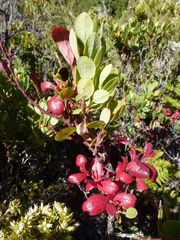 Exobasidium darwinii