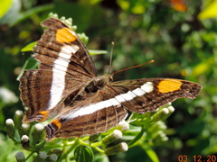 Doxocopa laure laure