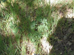 Lupinus hispanicus