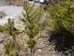 Pteridium aquilinum decompositum