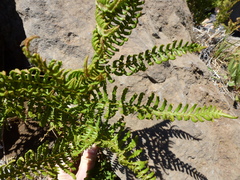 Pteridium aquilinum decompositum