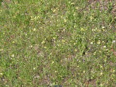 Diplotaxis catholica