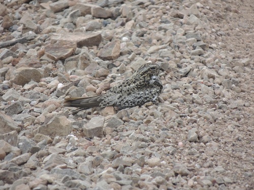Common Poorwill