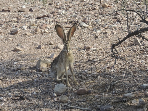 Black-tailed Jackrabbit