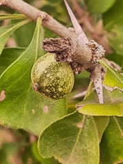 Randia obcordata